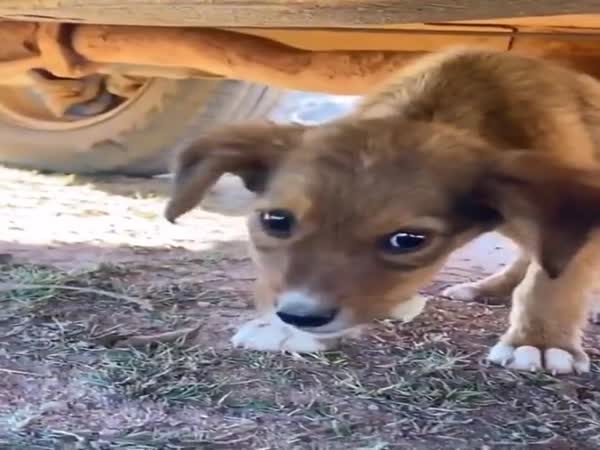 This Is What Happens When You Adopt A Dog
