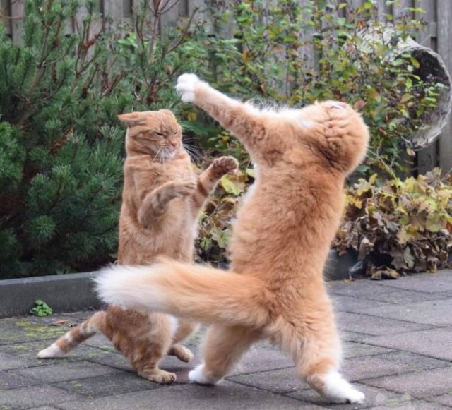 Acid Picdump 2 (94 pics)