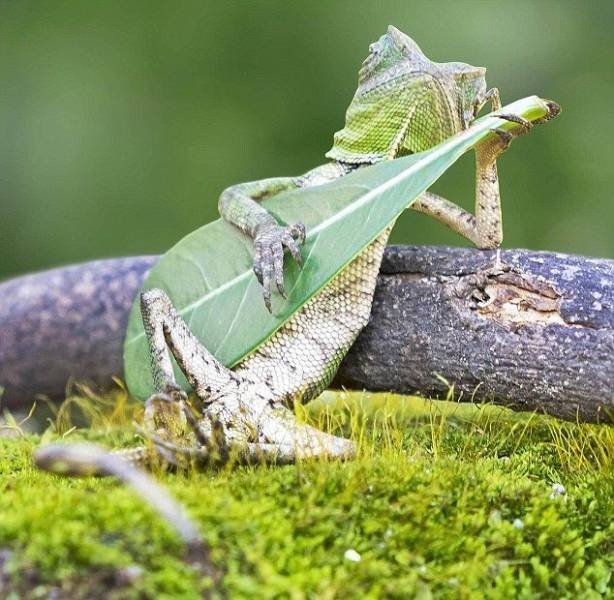 Acid Picdump 1 (53 pics)