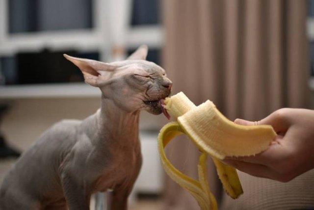 Acid Picdump 1 (53 pics)