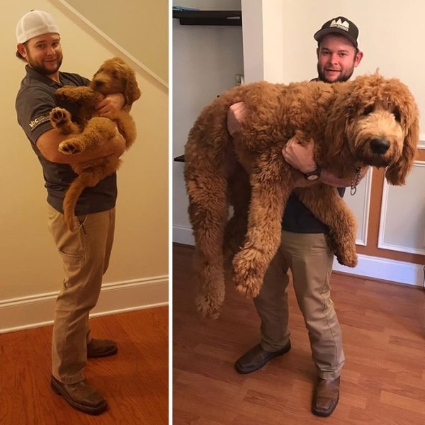 From Cute Puppy To A Big Dog (36 pics)