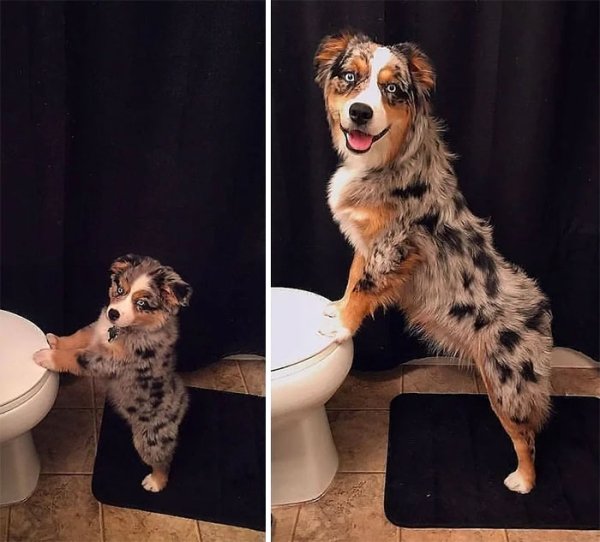 From Cute Puppy To A Big Dog (36 pics)