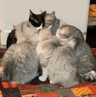 Acid Gifdump, February 10 (25 gifs)