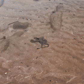 Acid Gifdump, February 10 (25 gifs)