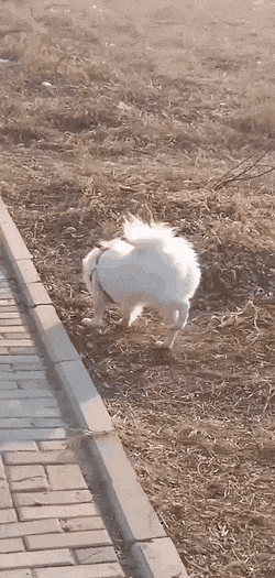 Acid Gifdump, February 10 (25 gifs)
