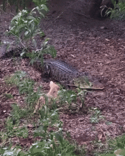 Acid Gifdump, February 10 (25 gifs)