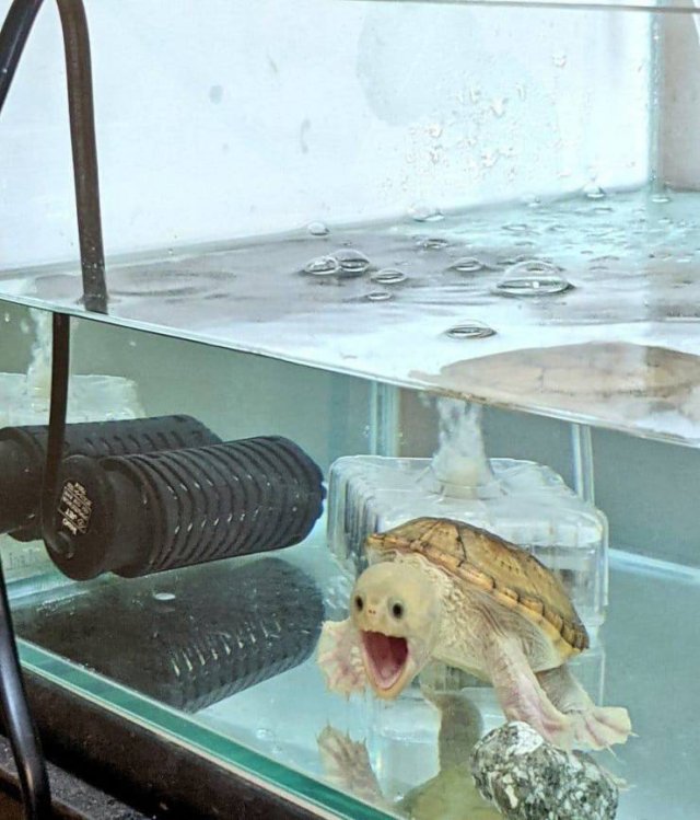 Acid Picdump 1 (94 pics)