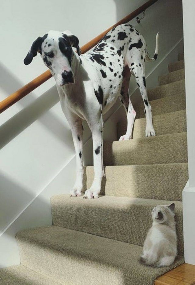 Comparison Matters (21 pics) Comparison Matters (21 pics)