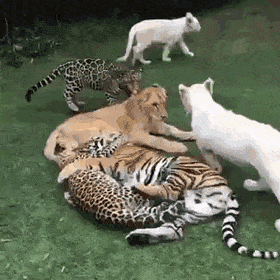 Acid Gifdump, February 12 (25 gifs)