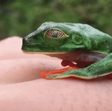 Acid Gifdump, February 12 (25 gifs)