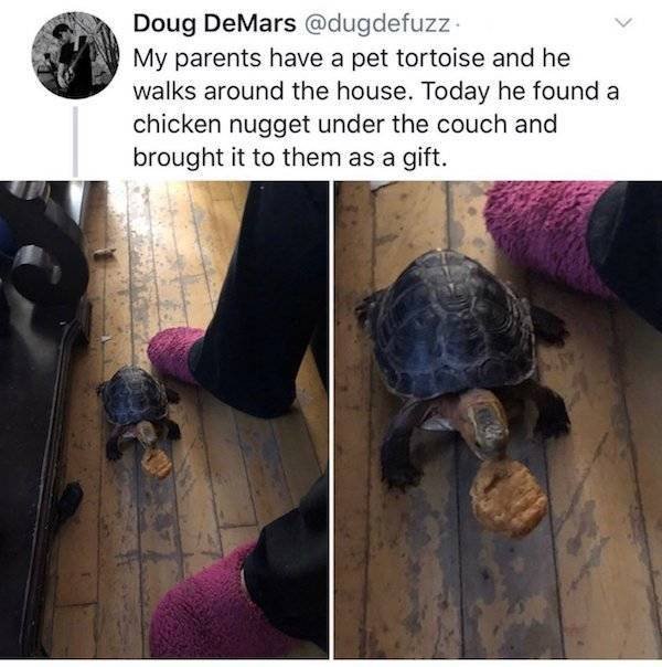 Wholesome Stories (45 pics)