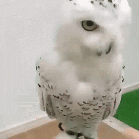 Wow GIFs (30 gifs) Wow GIFs (30 gifs)