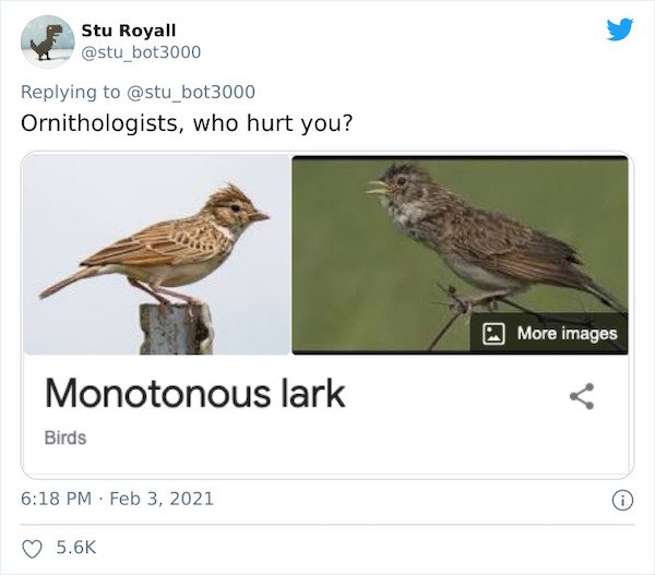 Weird Bird Species Names (28 pics)