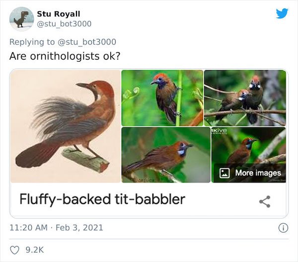 Weird Bird Species Names (28 pics)