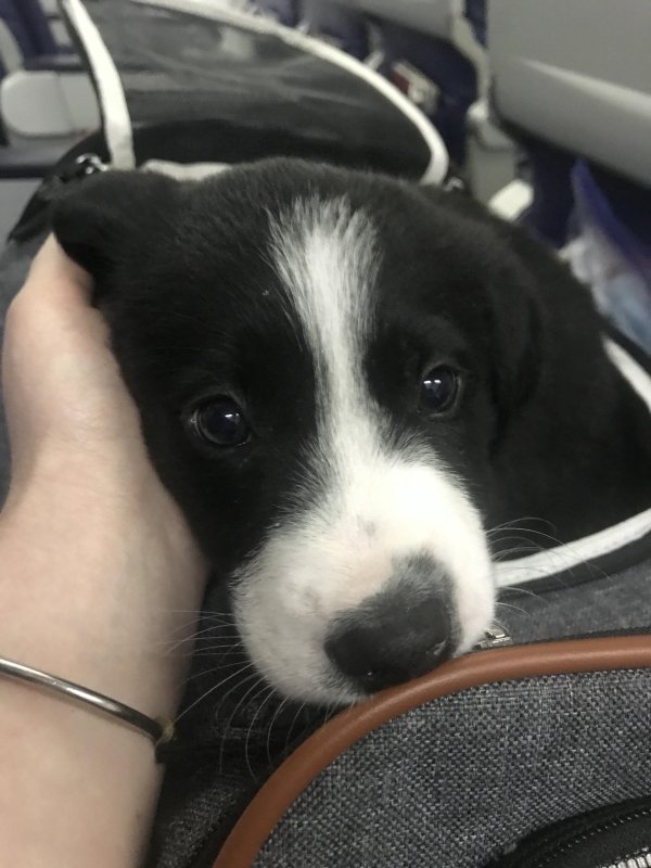Traveling Pets (31 pics)