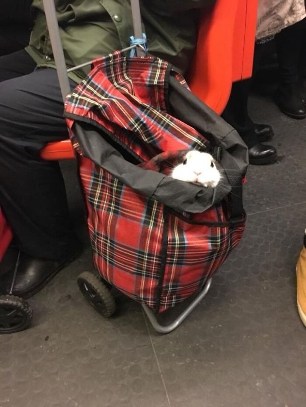 Traveling Pets (31 pics)