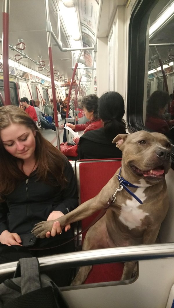 Traveling Pets (31 pics)