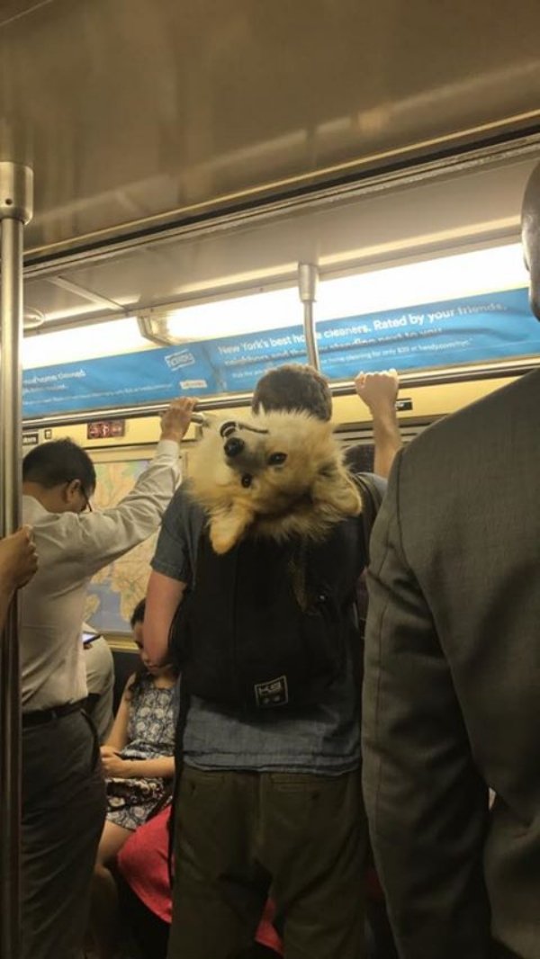 Traveling Pets (31 pics)
