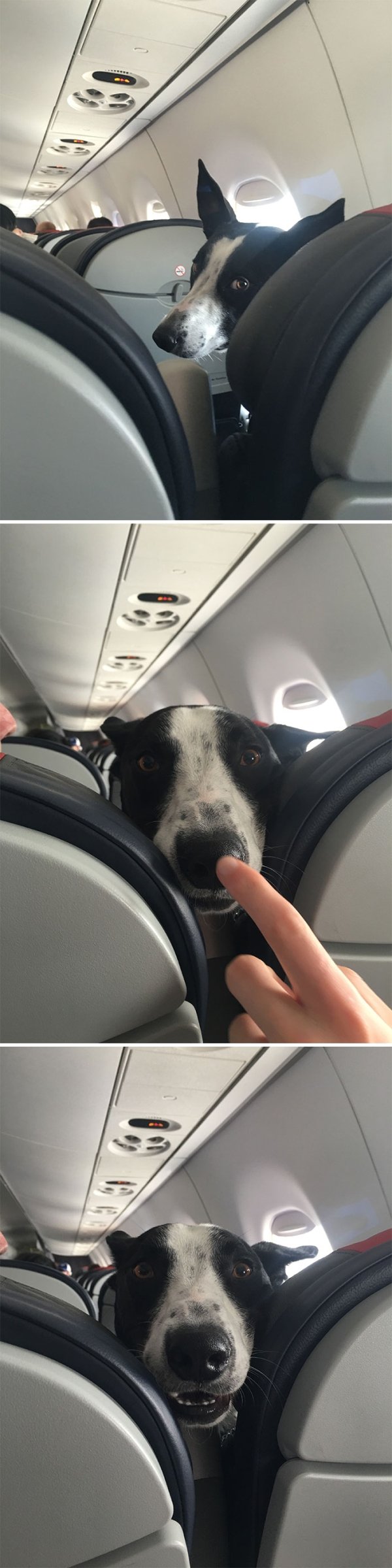 Traveling Pets (31 pics)