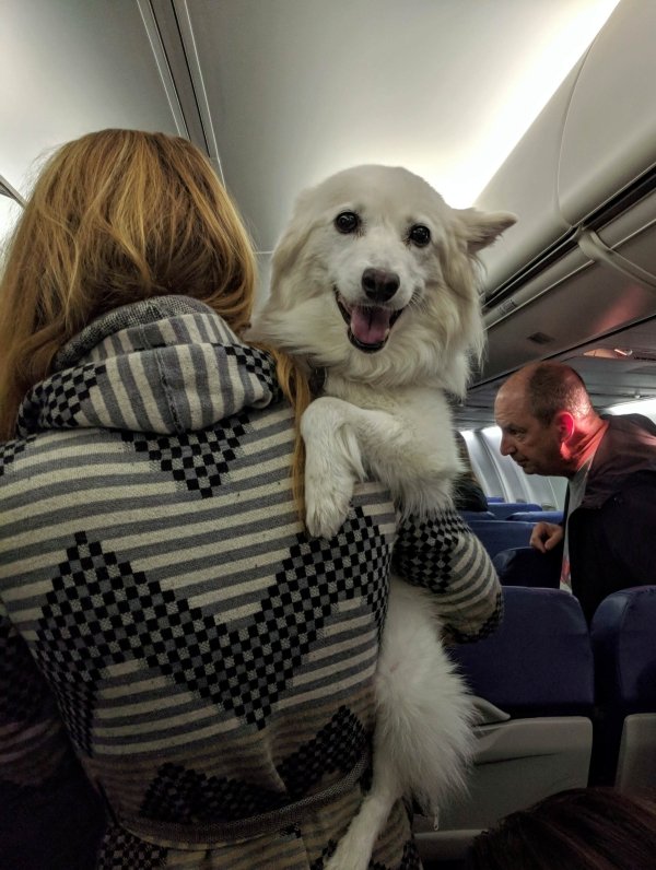 Traveling Pets (31 pics)