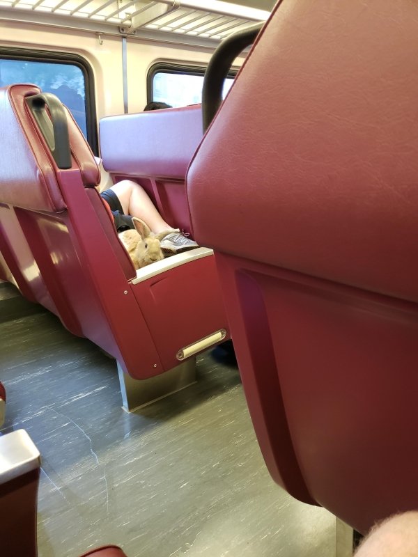 Traveling Pets (31 pics)
