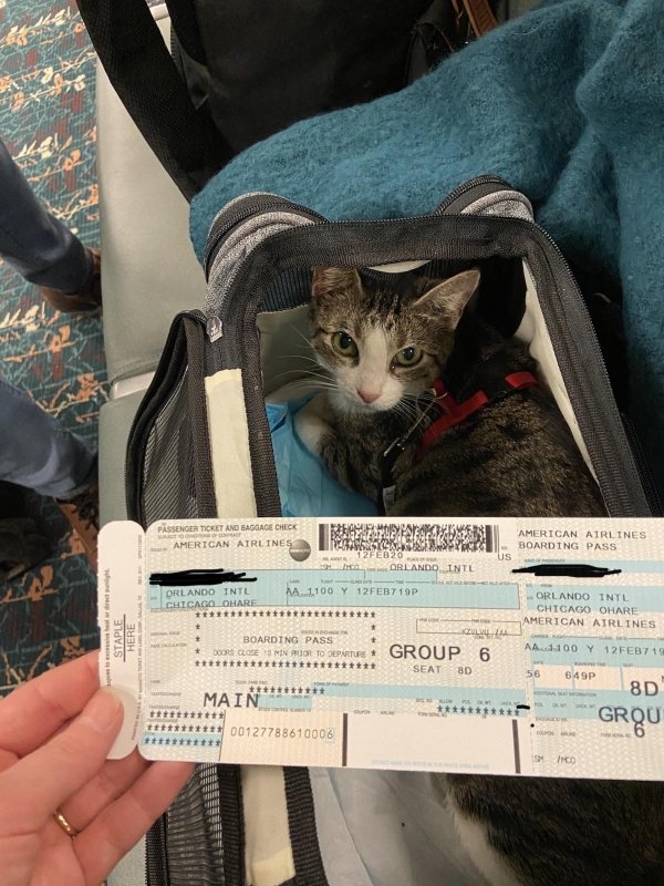 Traveling Pets (31 pics)