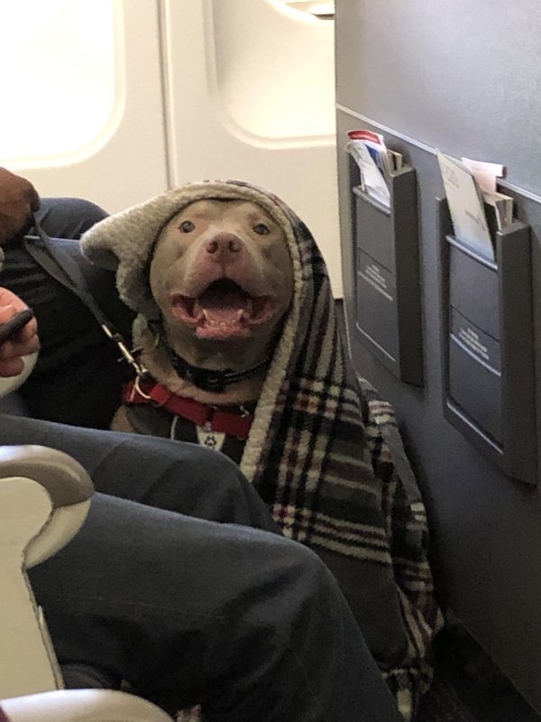 Traveling Pets (31 pics)