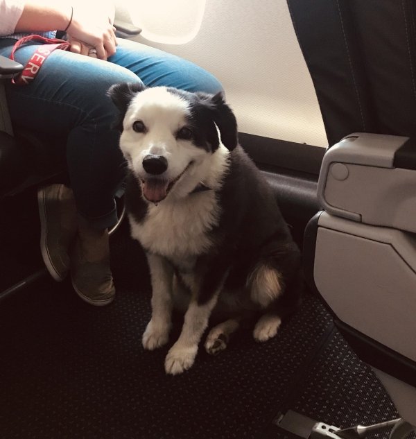 Traveling Pets (31 pics)