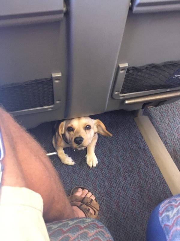 Traveling Pets (31 pics)