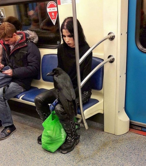 Traveling Pets (31 pics)