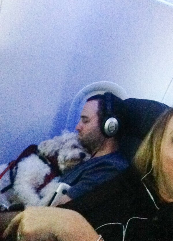 Traveling Pets (31 pics)