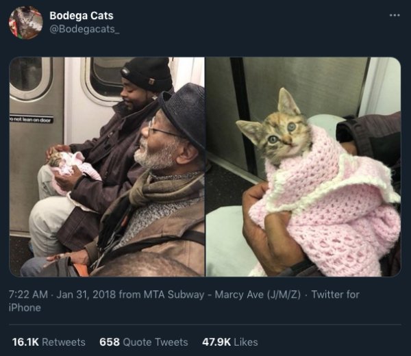 Traveling Pets (31 pics)
