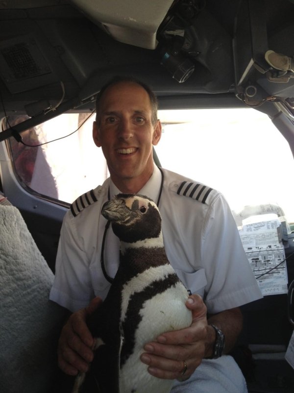 Traveling Pets (31 pics)