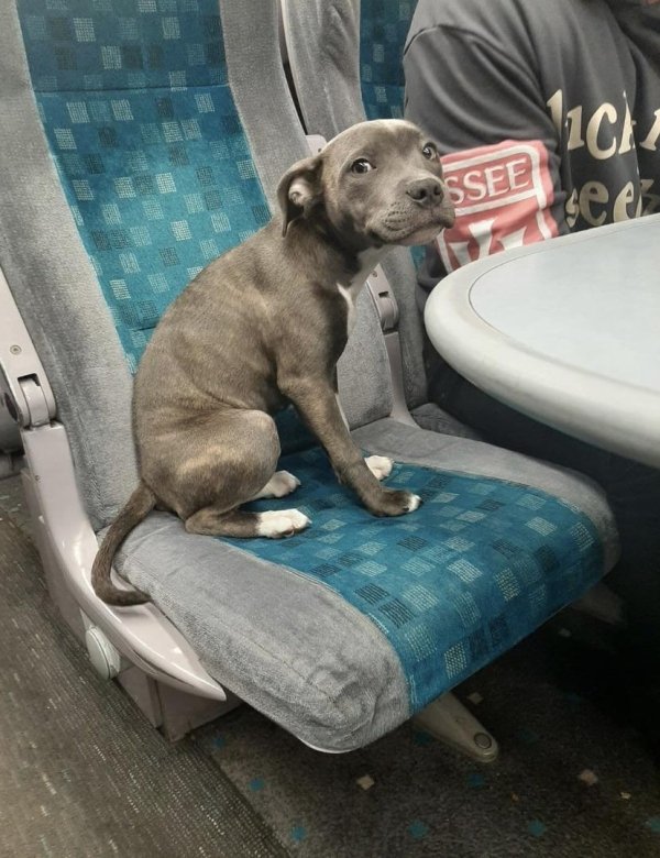 Traveling Pets (31 pics)