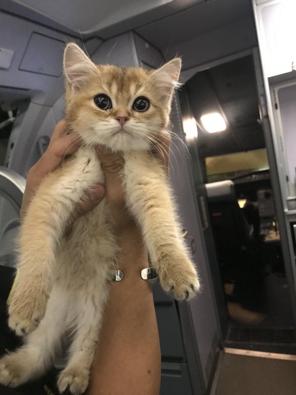 Traveling Pets (31 pics)