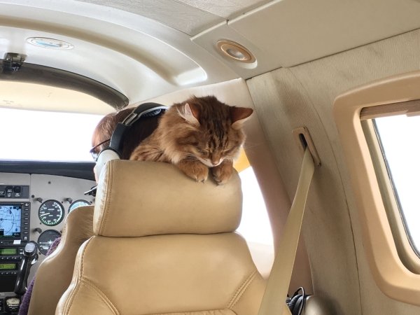 Traveling Pets (31 pics)