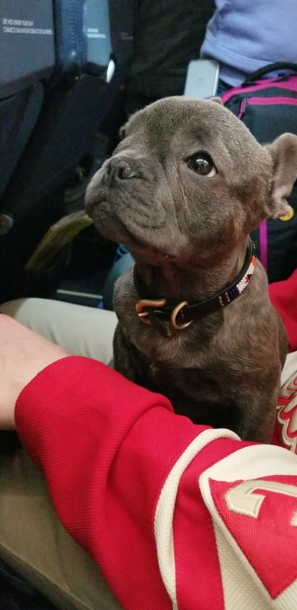 Traveling Pets (31 pics)