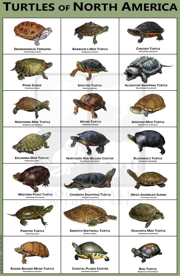 Interesting Charts (26 pics)
