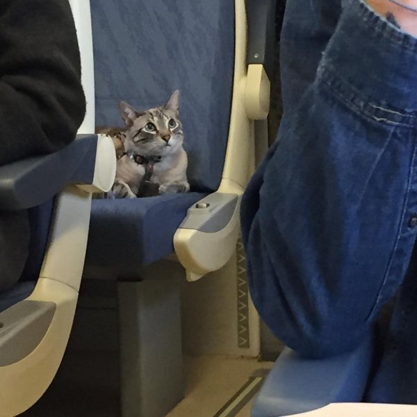 Traveling Pets (31 pics)