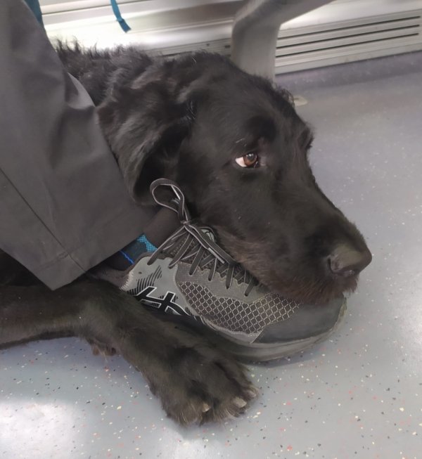 Traveling Pets (31 pics)