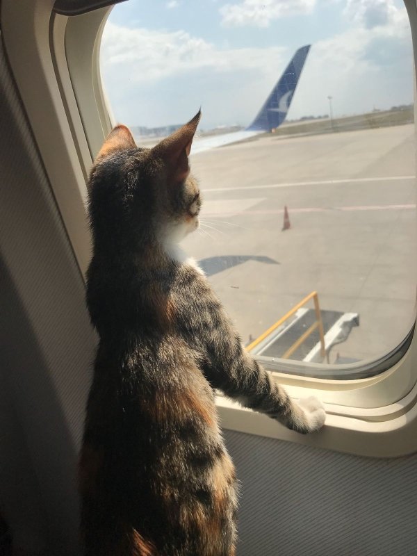 Traveling Pets (31 pics)