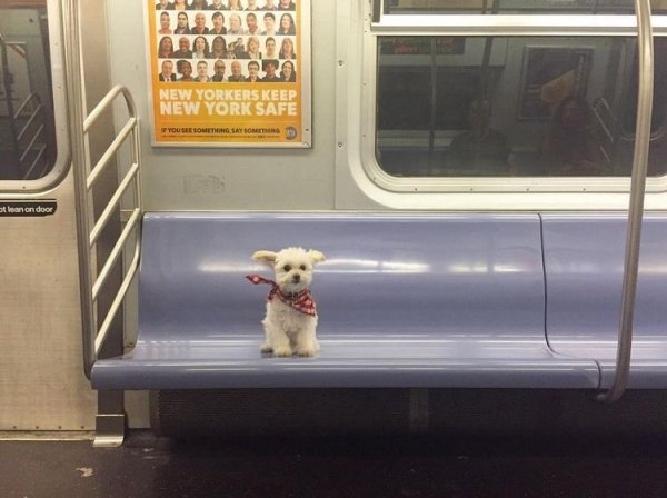 Traveling Pets (31 pics)