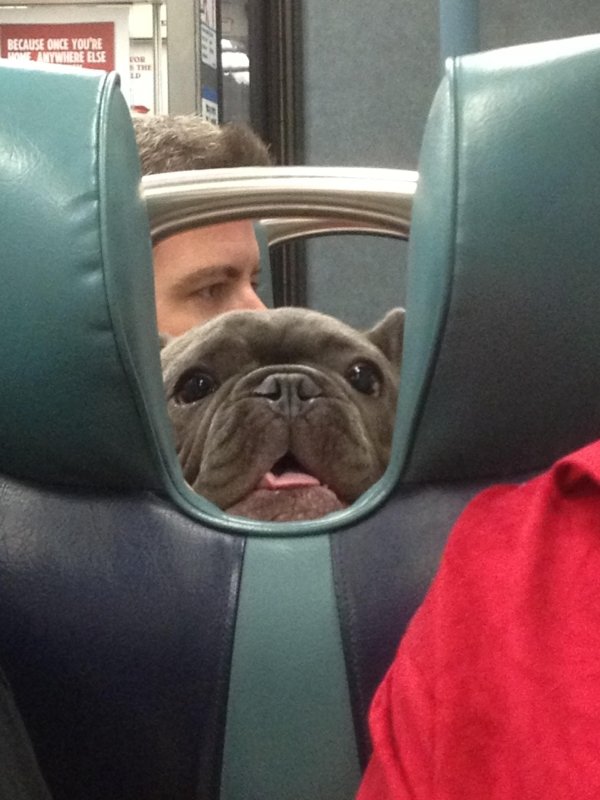 Traveling Pets (31 pics)