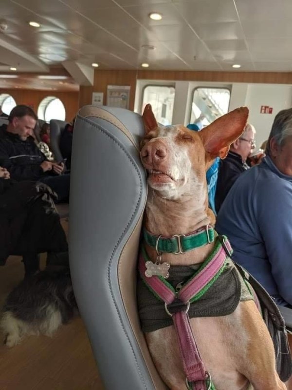 Traveling Pets (31 pics)