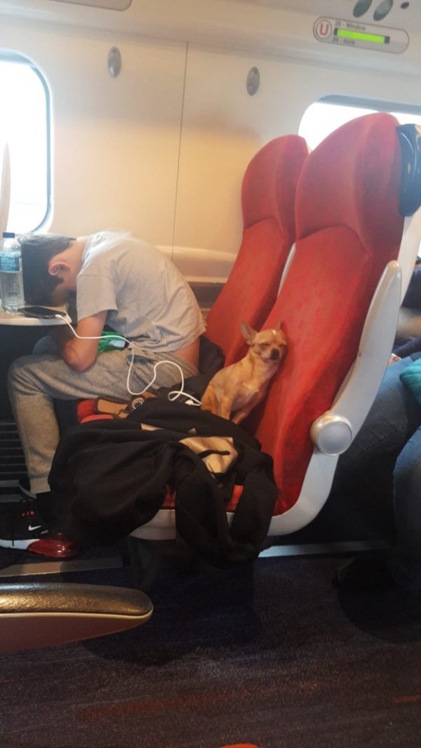Traveling Pets (31 pics)