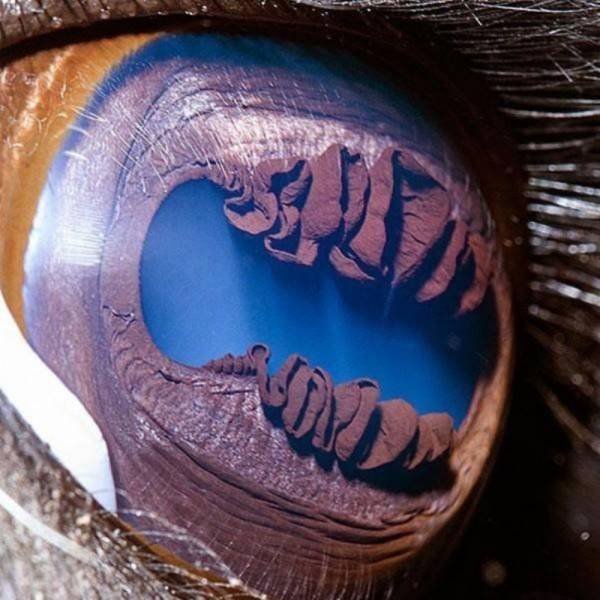 Amazing Pictures (47 pics)