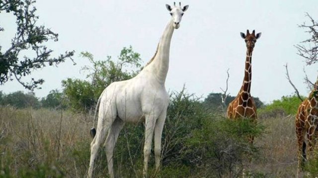 Amazing Pictures (47 pics)