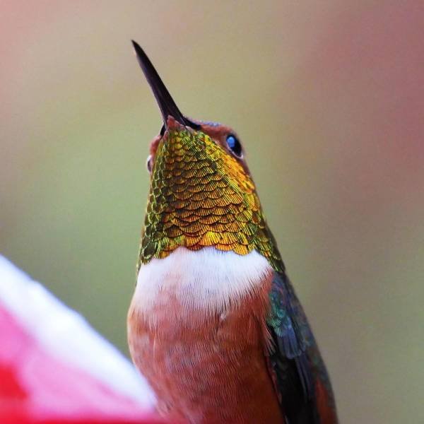 Amazing Pictures (47 pics)