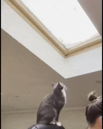 Acid Gifdump, February 16 (25 gifs)