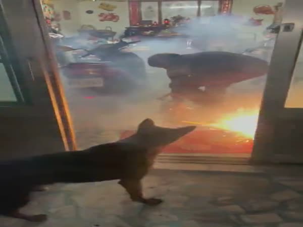 This Dog Gonna Set The House On Fire